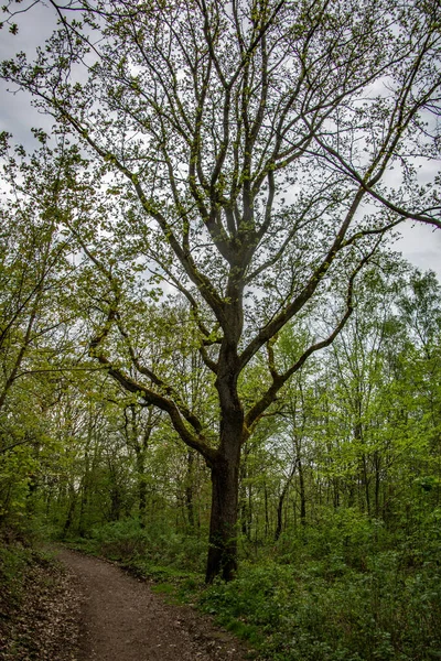 Slim Gnarled Oak Leafy Forest — Stock fotografie