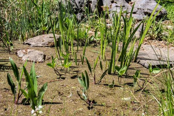 Plantes Aquatiques Dans Marais — Photo