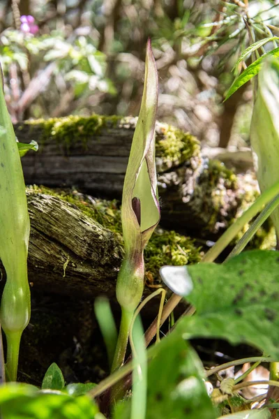 Arum Mitarbeiter Laubwald — Stockfoto