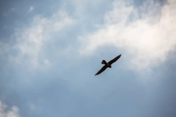 Kestrel Zweeft Majestueus Blauwe Lucht — Stockfoto