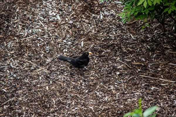 Black Song Thrush Procura Comida Chão — Fotografia de Stock