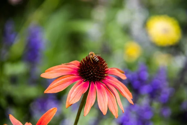 Κόκκινα Και Κίτρινα Λουλούδια Του Coneflower Στο Πάρκο — Φωτογραφία Αρχείου