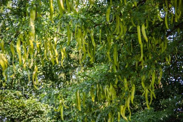 Caroubier Aux Longs Fruits Podgy — Photo