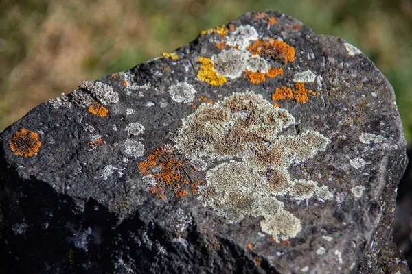 Colorful Lichens Rocks — Stock Photo, Image