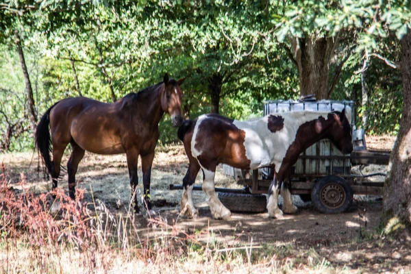 Brązowe Konie Białą Grzywą Pastwisku — Zdjęcie stockowe