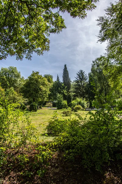 Arbres Cyprès Dans Cimetière Sous Ciel Bleu — Photo