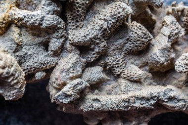 fosilleşmiş mercan resifi milyonlarca yaşında.