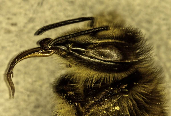 Compound Eyes Antennae Proboscis Honeybee — Stock Photo, Image
