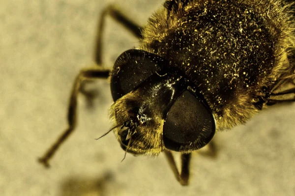 Mosca Doméstica Com Olhos Compostos Cerdas Pernas — Fotografia de Stock