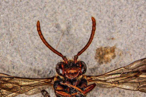 Tête Guêpe Parasite Avec Antennes — Photo