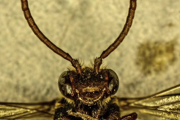 Parasitischer Wespenkopf Mit Antennen — Stockfoto