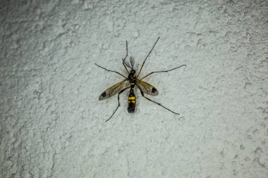 Vantilatör antenli dişi siyah tarak yılanı