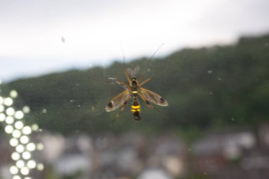 Vantilatör antenli dişi siyah tarak yılanı