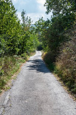 Yazın ağaçlar arasında geniş orman yolu