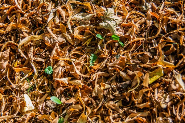 Opgedroogde Bruine Herfstbladeren Zon — Stockfoto