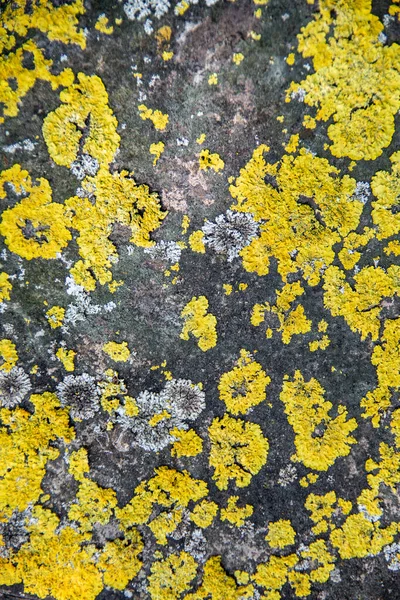 Yellow Symbiotic Lichens Tree Trunk — Stock Photo, Image