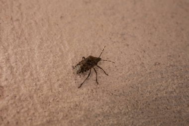 Antenli kaş ağacı böceği