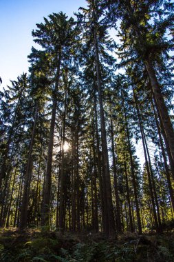 Ağaçları ve yolları olan renkli sonbahar ormanı