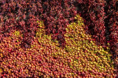 kırmızı kahverengi sarmaşık yaprakları yoğun olarak yetişir
