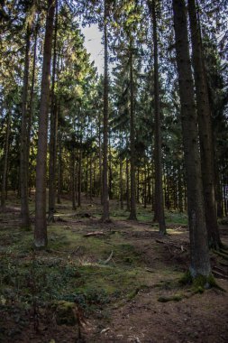 Ağaçları ve yolları olan renkli sonbahar ormanı