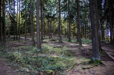 Ağaçları ve yolları olan renkli sonbahar ormanı