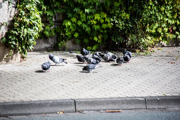 Holubi Pleskají Chodníku — Stock fotografie