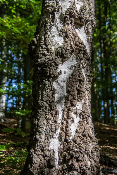 Björkstam Med Vit Brun Bark Skogen — Stockfoto