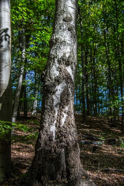 Tronco Betulla Con Corteccia Marrone Bianco Nella Foresta — Foto Stock