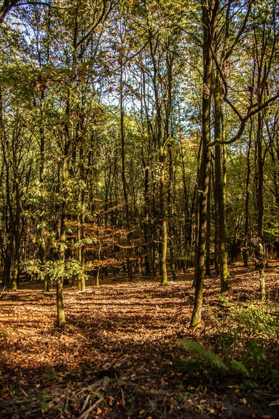 Красочный Осенний Лес Деревьями Дорожками — стоковое фото