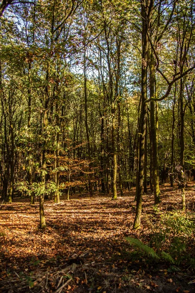 Forêt Automne Colorée Avec Des Arbres Des Sentiers — Photo