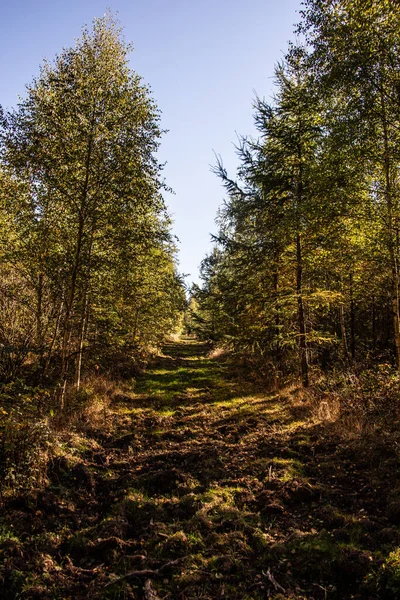 Forêt Automne Colorée Avec Des Arbres Des Sentiers — Photo