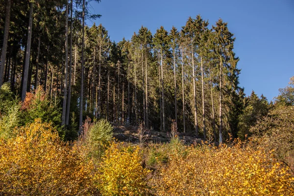 Floresta Outono Colorido Com Árvores Caminhos — Fotografia de Stock