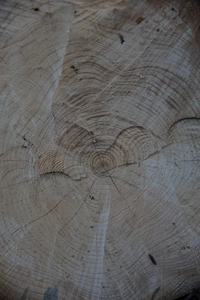 Tree slices with annual rings for growth