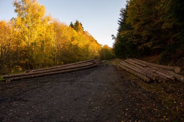 sonbahar orman yolu ile