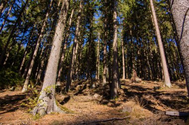 sonbahar orman yolu ile