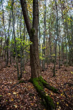 Ormandaki kayın ağaçları