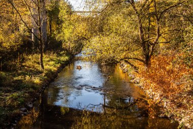 Sonbahar ormanı mavi bir nehirle kesişir.