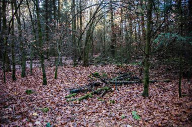 Geniş orman yolu olan sonbahar ormanı