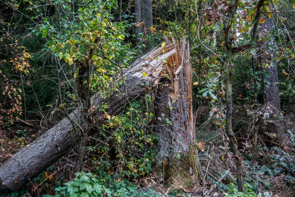 Stromy Lese Odlomily Důsledku Poškození Bouří — Stock fotografie