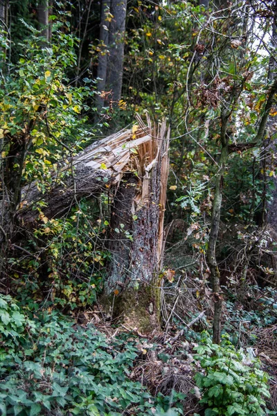 Δέντρα Στο Δάσος Σπασμένα Από Την Καταστροφή Της Καταιγίδας — Φωτογραφία Αρχείου