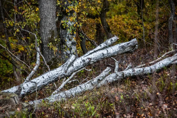 Vita Grå Björkstammar Ligger Fällda Skogen — Stockfoto