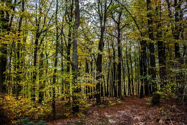 Букові Дерева Легкому Лісі — стокове фото