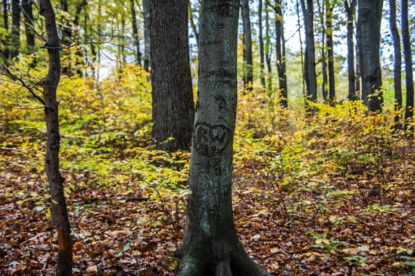 Buky Lehkém Lese — Stock fotografie