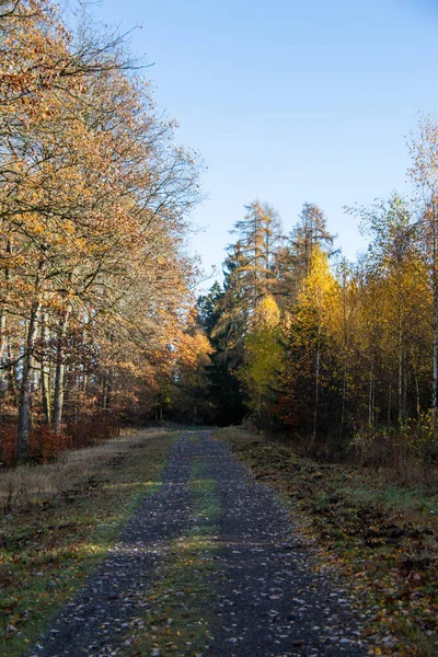 Forêt Automne Avec Large Sentier Forestier — Photo