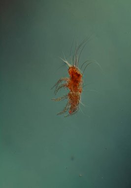 Mikroskop altında toz akarları 100 x