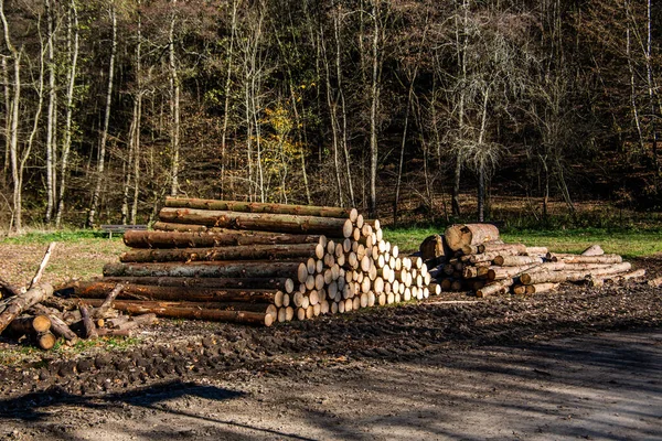 Troncos Derrubados Borda Floresta — Fotografia de Stock