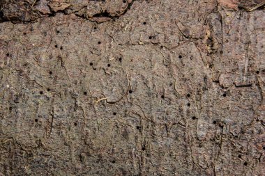 Ağaç kabuğu ve kabuk böceği beslenme izleri.