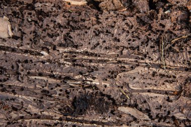 Ağaç kabuğu ve kabuk böceği beslenme izleri.