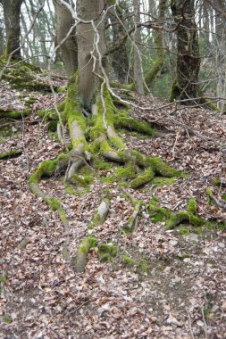 Ağaçları ve kökleri olan orman