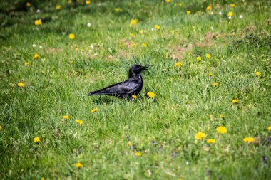 black rook on the meadow